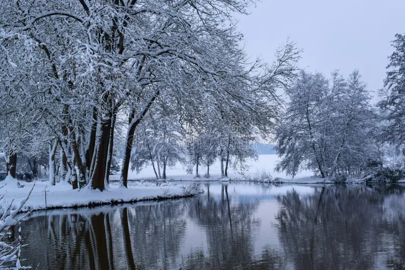 Snow-covered trees lining a still river, their bare branches reflected in the dark water under a pale winter sky