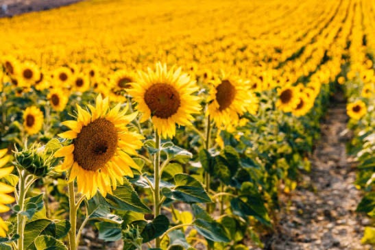 Field of sunflowers in full bloom, rows stretching to the horizon beside a bare earth track